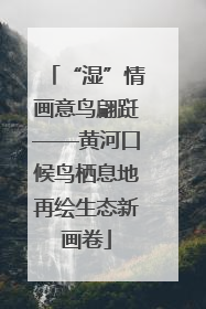 “湿”情画意鸟翩跹——黄河口候鸟栖息地再绘生态新画卷
