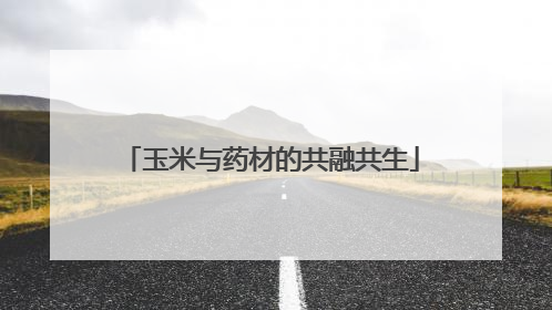 玉米与药材的共融共生