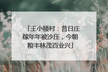 王小楼村：昔日庄稼年年被沙压，今朝粮丰林茂百业兴