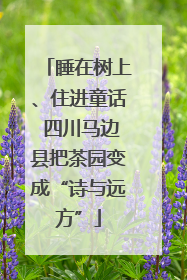 睡在树上、住进童话 四川马边县把茶园变成“诗与远方”