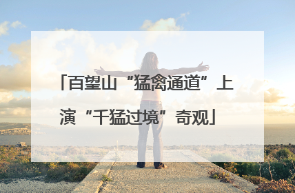 百望山“猛禽通道”上演“千猛过境”奇观