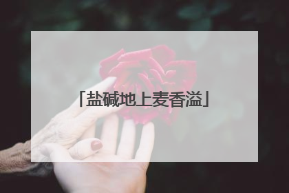 盐碱地上麦香溢
