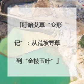 盱眙艾草“变形记”：从荒坡野草到“金枝玉叶”