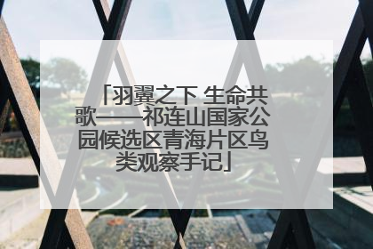 羽翼之下 生命共歌——祁连山国家公园候选区青海片区鸟类观察手记