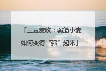 三夏麦收：弱筋小麦如何变得“强”起来