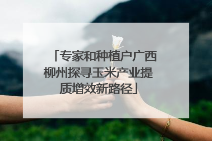 专家和种植户广西柳州探寻玉米产业提质增效新路径