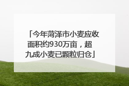 今年菏泽市小麦应收面积约930万亩，超九成小麦已颗粒归仓