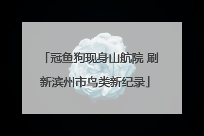 冠鱼狗现身山航院 刷新滨州市鸟类新纪录
