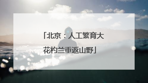 北京：人工繁育大花杓兰重返山野