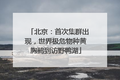 北京：首次集群出现，世界极危物种黄胸鹀到访野鸭湖
