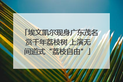 埃文凯尔现身广东茂名 赏千年荔枝树 上演无间道式“荔枝自由”