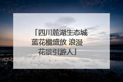 四川麓湖生态城蓝花楹盛放 浪漫花景引游人