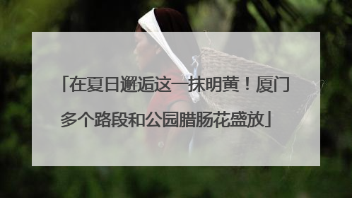 在夏日邂逅这一抹明黄！厦门多个路段和公园腊肠花盛放