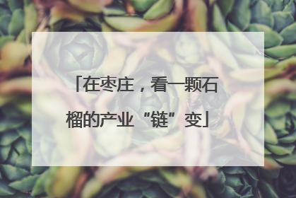 在枣庄，看一颗石榴的产业“链”变