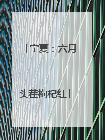 宁夏：六月头茬枸杞红
