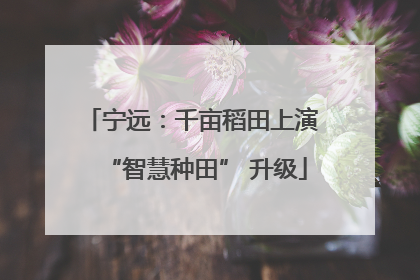 宁远：千亩稻田上演 “智慧种田” 升级