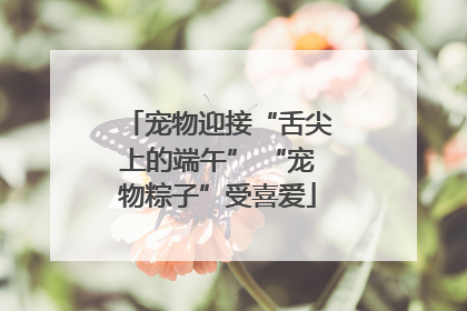 宠物迎接“舌尖上的端午” “宠物粽子”受喜爱