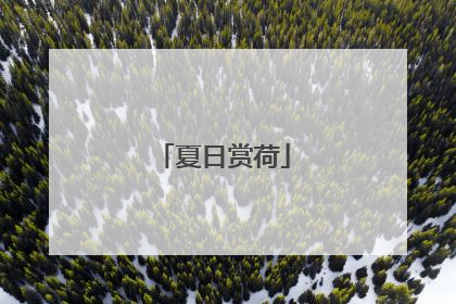 夏日赏荷