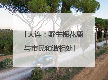 大连：野生梅花鹿与市民和谐相处