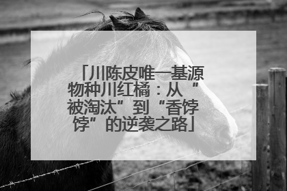 川陈皮唯一基源物种川红橘：从“被淘汰”到“香饽饽”的逆袭之路