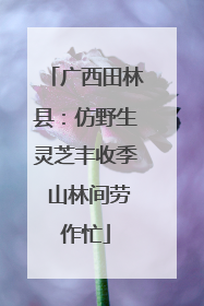 广西田林县：仿野生灵芝丰收季 山林间劳作忙