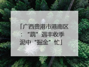 广西贵港市港南区：“藕”遇丰收季 泥中“掘金”忙