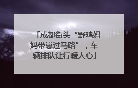 成都街头“野鸡妈妈带崽过马路”，车辆排队让行暖人心