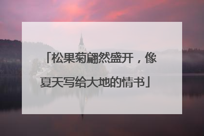 松果菊翩然盛开，像夏天写给大地的情书
