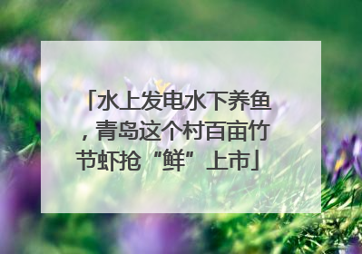 水上发电水下养鱼，青岛这个村百亩竹节虾抢“鲜”上市