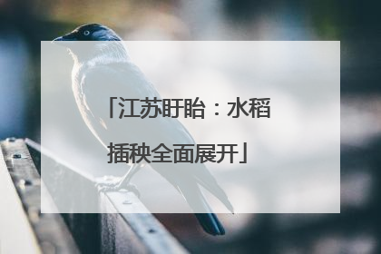 江苏盱眙：水稻插秧全面展开