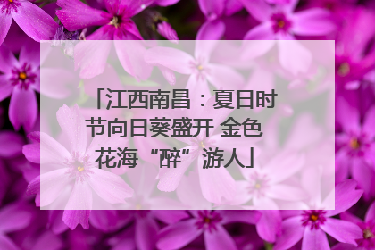 江西南昌：夏日时节向日葵盛开 金色花海“醉”游人