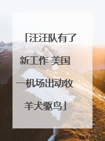 汪汪队有了新工作 美国一机场出动牧羊犬驱鸟