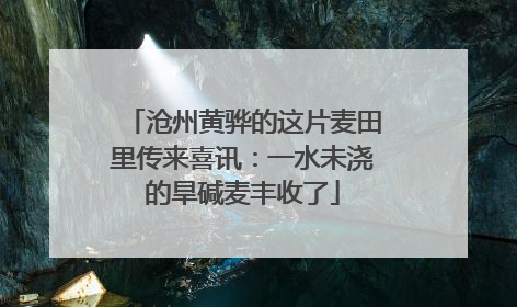 沧州黄骅的这片麦田里传来喜讯：一水未浇的旱碱麦丰收了