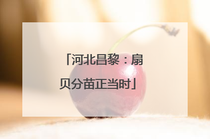 河北昌黎：扇贝分苗正当时