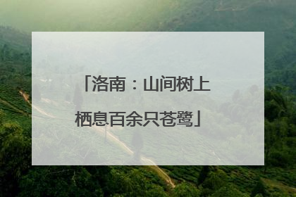 洛南：山间树上栖息百余只苍鹭