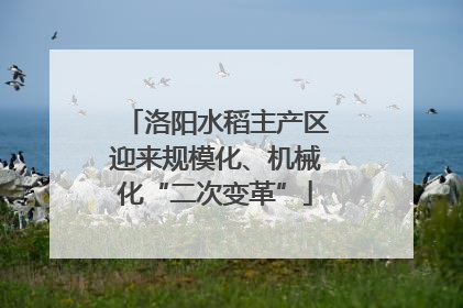 洛阳水稻主产区迎来规模化、机械化“二次变革”