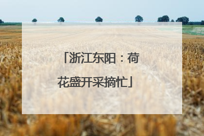 浙江东阳：荷花盛开采摘忙