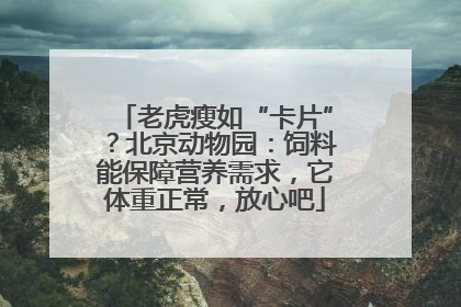 老虎瘦如“卡片”？北京动物园：饲料能保障营养需求，它体重正常，放心吧