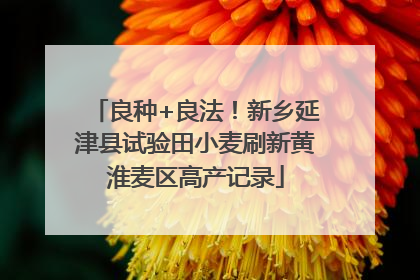 良种+良法！新乡延津县试验田小麦刷新黄淮麦区高产记录