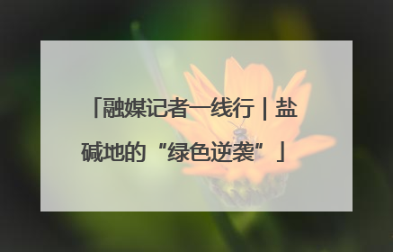 融媒记者一线行｜盐碱地的“绿色逆袭”
