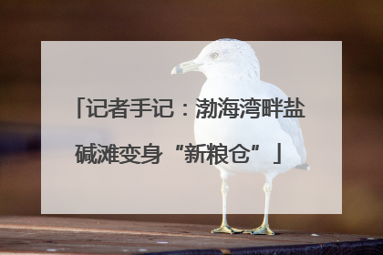 记者手记：渤海湾畔盐碱滩变身“新粮仓”
