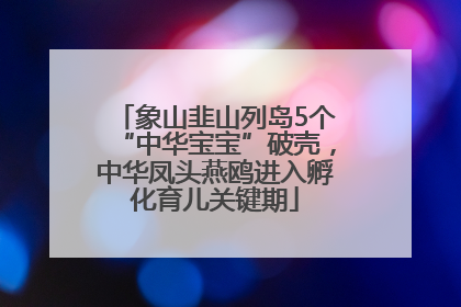 象山韭山列岛5个“中华宝宝”破壳，中华凤头燕鸥进入孵化育儿关键期