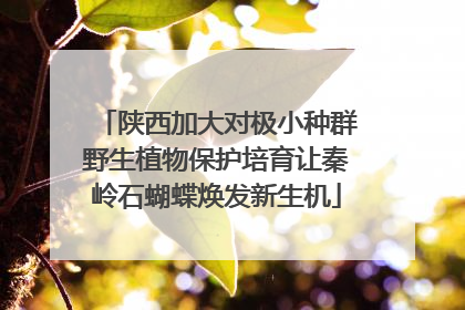 陕西加大对极小种群野生植物保护培育让秦岭石蝴蝶焕发新生机