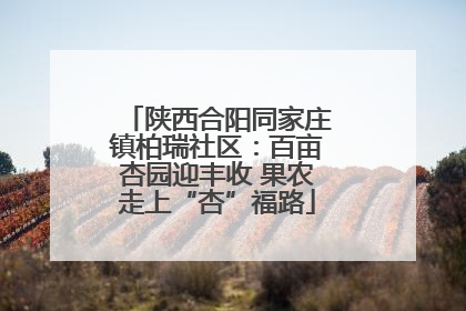 陕西合阳同家庄镇柏瑞社区：百亩杏园迎丰收 果农走上“杏”福路