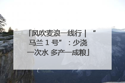 风吹麦浪一线行｜“马兰 1 号”：少浇一次水 多产一成粮