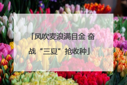 风吹麦浪满目金 奋战“三夏”抢收种