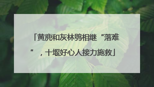 黄麂和灰林鸮相继“落难”，十堰好心人接力施救