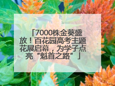7000株金葵盛放！百花园高考主题花展启幕，为学子点亮“魁首之路”