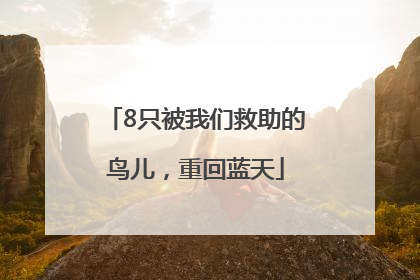 8只被我们救助的鸟儿，重回蓝天
